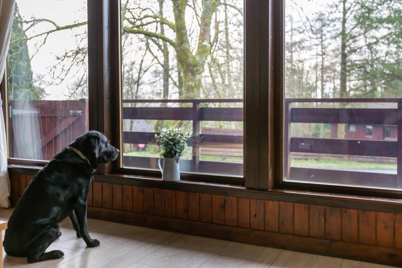 Bluebell Lodge 4 With Hot Tub Newton Stewart Eksteriør bilde